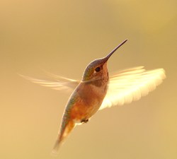 Rufus Hummingbird - Cortes Island Hummingbird photo