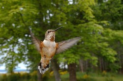 Rufus Hummingbird In the Forest - Cortes Island Hummingbird photo
