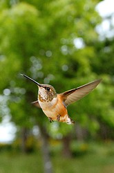Rufus Hummingbird in flight close up - Cortes Island Hummingbird photo