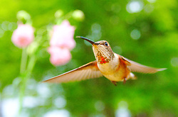 Rufus Hummingbird Hovering Near Flower -  hummingbird photo