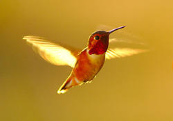 Hummingbird with Resplendent Throat Patch -  hummingbird photo