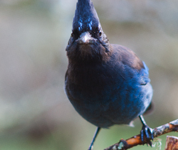 Steller's Jay - Cortes Island Jay photo