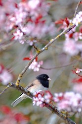Dark-eyed Junco amongst Cherry Blossoms - Cortes Island Junco photo