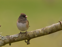 Junco - Cortes Island Junco photo