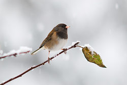 Junco -  Junco photo
