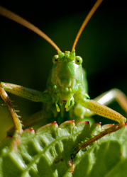I Spy A Katydid -  Katydid photo