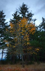 Maple in the Wind - Cortes Island  photo