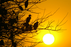 Nile Egrets - Luxor Little Egret photo