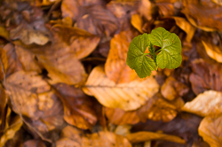New Life - Aillevillers Maple Tree photo