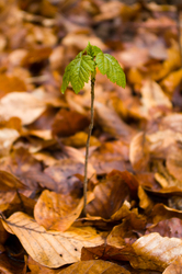 New Arrival - Aillevillers Maple Tree photo