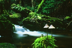 Cortes Island Mushroom photo