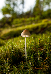 One Mushroom - Cortes Island Mushroom photo