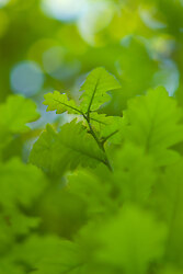 Oak Leaves - Aillevillers Oak Tree photo