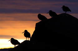 Black Oystercatcher - Cortes Island Oystercatcher photo