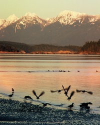 Oystercatcher Takeoff - Cortes Island Oystercatcher photo