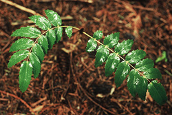 Oregon Grape - Cortes Island  photo