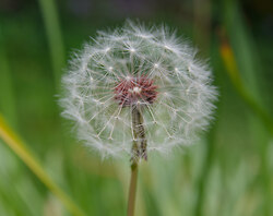 Waiting for Wind II -   photo