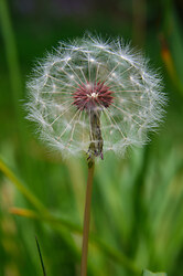 Waiting for Wind 1 -   photo
