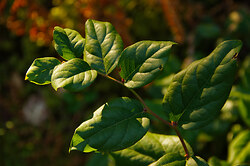 Salal Branch in Morning Light - Cortes Island  photo