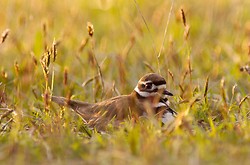 Mother Killdeer - Cortes Island Plover photo