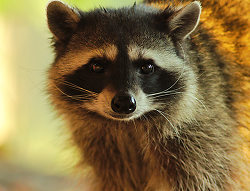 Raccoon Portrait II - Cortes Island Raccoon photo
