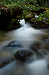  Cortes Island Rainforest photo