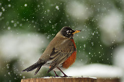 Robin in Falling Snow -  Robin photo