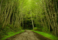 Springtime on Alder Lane - Cortes Island Rural Landscape photo