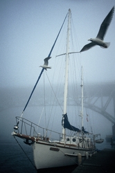 Seagull Patrol - Vancouver Sailboat photo