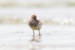 Western Sandpiper Portrait - Cortes Island Sandpiper photo