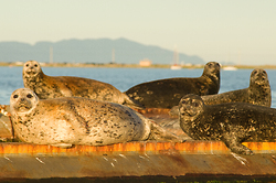 Sense of Being Stared At - Comox Harbour Seal photo