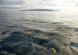 Dreaming of the Ocean - Cortes Island  photo