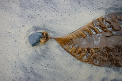 Kelp Still Life - Cortes Island Seaweed photo