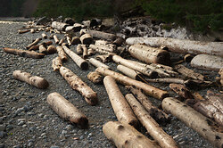 Driftwood Still-life - Cortes Island Shoreline photo