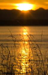 Grass in Golden Light - Cortes Island Silhouette photo