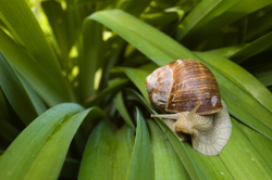 Inquiring Snail - France Snail photo