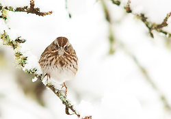 Song Sparrow - Cortes Island Sparrow photo
