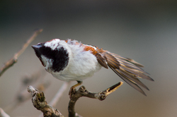House Sparrow - France Sparrow photo