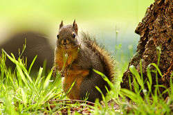 A Squirrel at the Foot of Its Tree - Cortes Island Squirrel photo