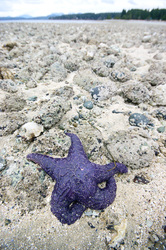 Purple Starfish - Cortes Island Starfish photo