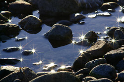 Stars - Cortes Island Tide Pool photo