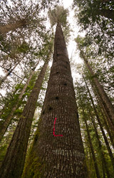 Marked - Cortes Island Tree photo