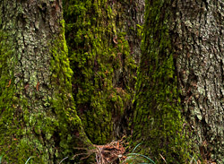 Three Giants - Cortes Island Tree photo