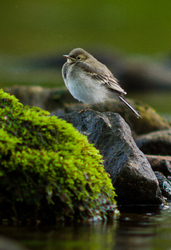 Baby White Wagtail - Aillevillers Wagtail photo