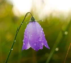 Purple Flower -  Wildflower photo