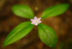Little Pink Wildflower - Pacific Spirit Park Wildflower photo