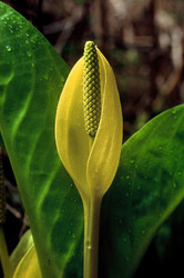 Skunk Cabbage - Quadra Island Wildflower photo