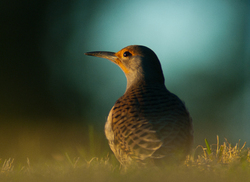 Northern Flicker Portrait - Cortes Island Woodpecker photo