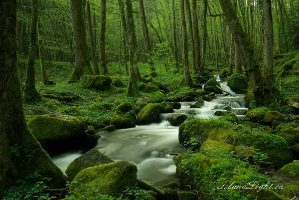 Spring ~ Creek Photo from Route de Plombiers France.