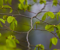 Aillevillers Alder Tree photo